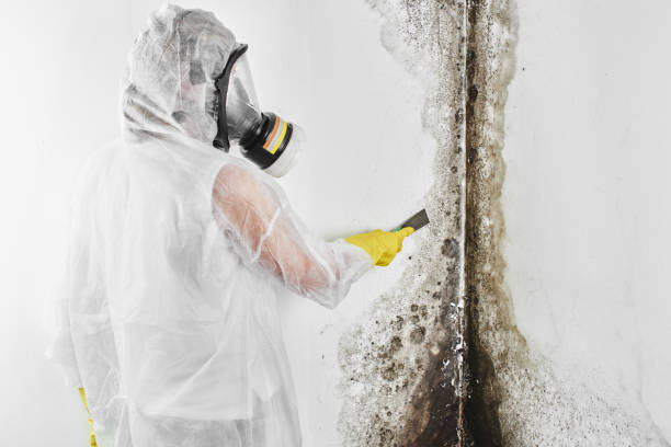  Owosso, MI Mold Removal Pros