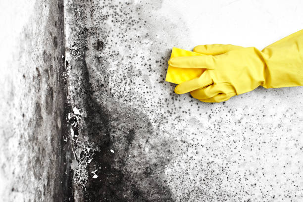 Best Affordable Mold Removal  in Owosso, MI