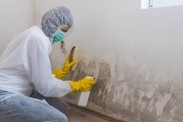 Best Affordable Mold Removal  in Owosso, MI