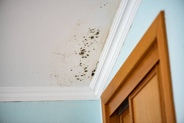 Best Mold Testing  in Owosso, MI