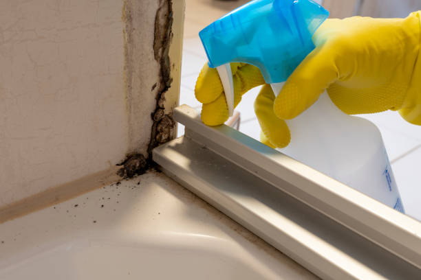 Trusted Owosso, MI Mold Removal Experts