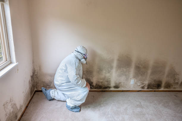 Best Local Mold Removal Service  in Owosso, MI