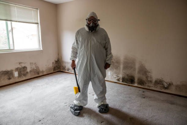 Best Certified Mold Removal  in Owosso, MI