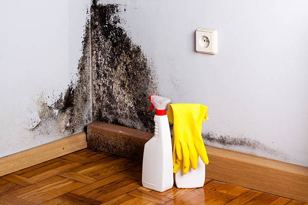 Home Mold Removal in Owosso, MI